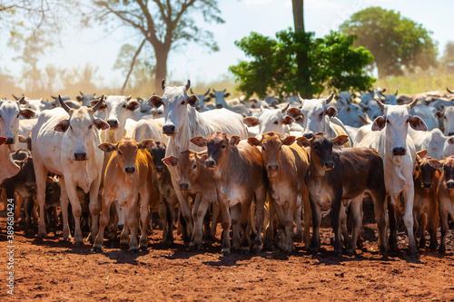 herd of Nellore cows with their Bonsmara insemination calves photo