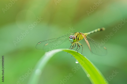 Dragonfly in nature on green blur background © SKT Studio