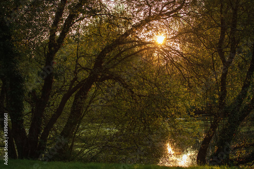 Sunlight through willow trees