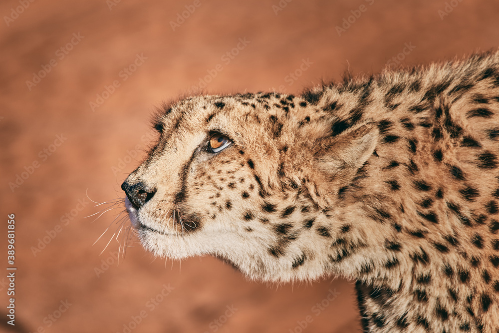 Amazing cheetah close up in Namibia Amazing cheetah close up in Namibia