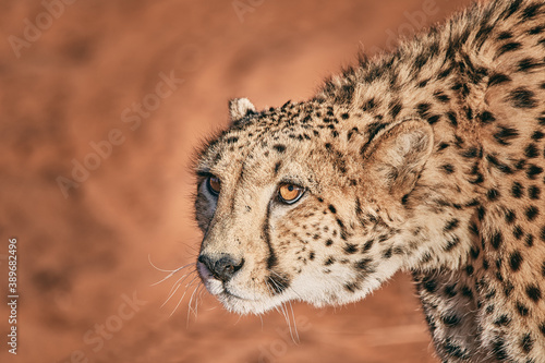 Amazing cheetah close up in Namibia © Pierre vincent