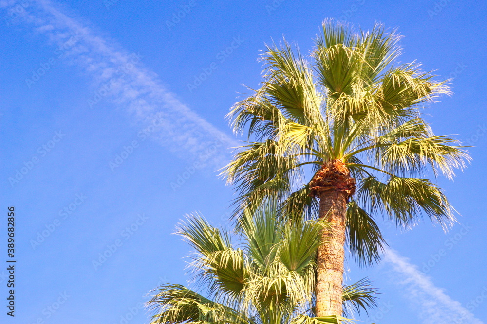 Naklejka premium colorful palm trees on a sunny day