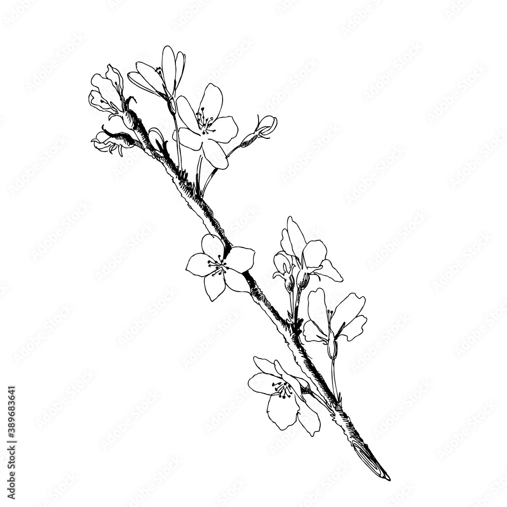 Hand drawn cherry branch blossom. Branch sakura - blooming tree. Vector