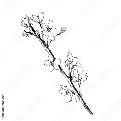 Sakura Branch Blossom - Japanese Cherry Tree. Artistic Branch Plum Blossom.