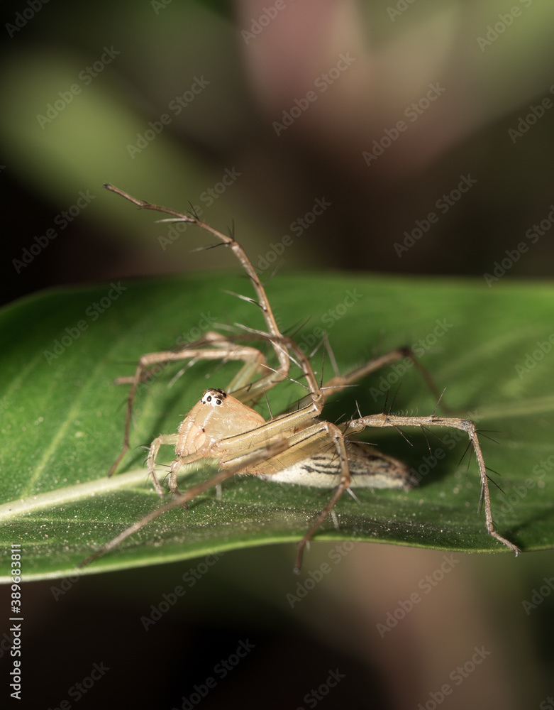 The little spider