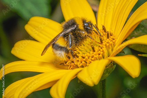 bumblebee on yellow flower © Boris