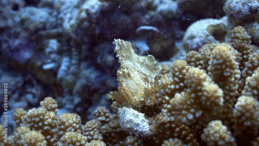 beautiful rare leaf fish on there reef in maldives beautiful rare leaf fish on there reef in maldives