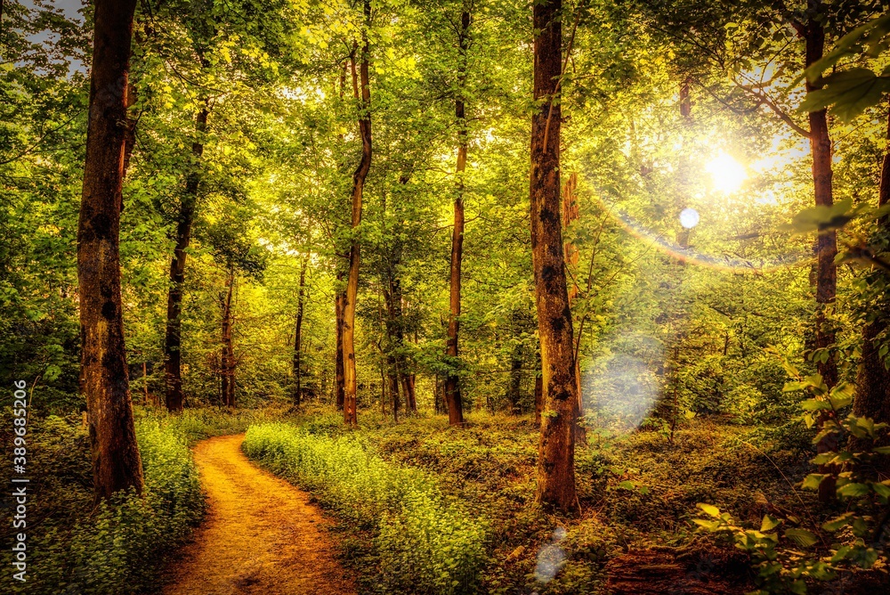 Fototapeta premium Märchenwald mit Sonne im Gegenlicht
