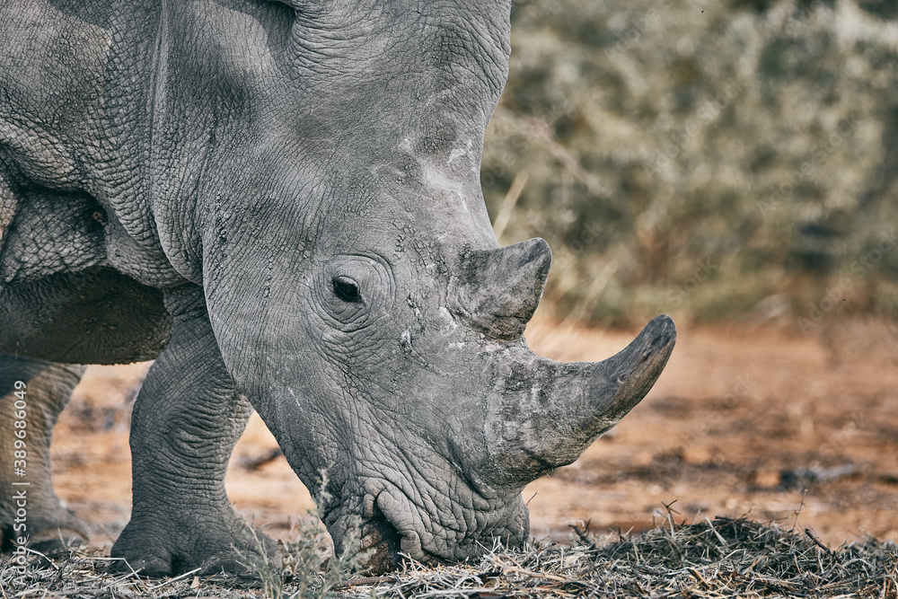 Fototapeta premium Big rhino in Namibia, Africa