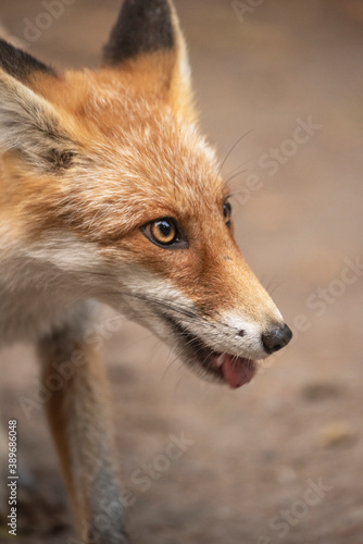 Red Fox near the fence on the territory of the reserve. © Alexandra Mareeva