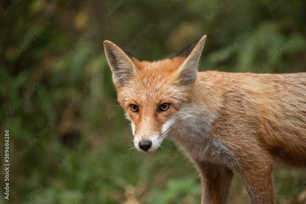 Red Fox near the fence on the territory of the reserve. Red Fox near the fence on the territory of the reserve.
