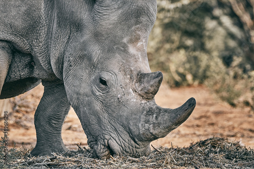 Big rhino in Namibia  Africa