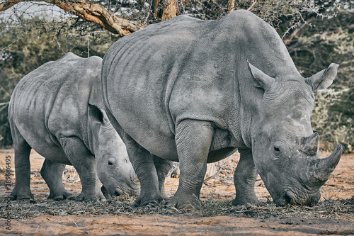 Big rhino in Namibia  Africa