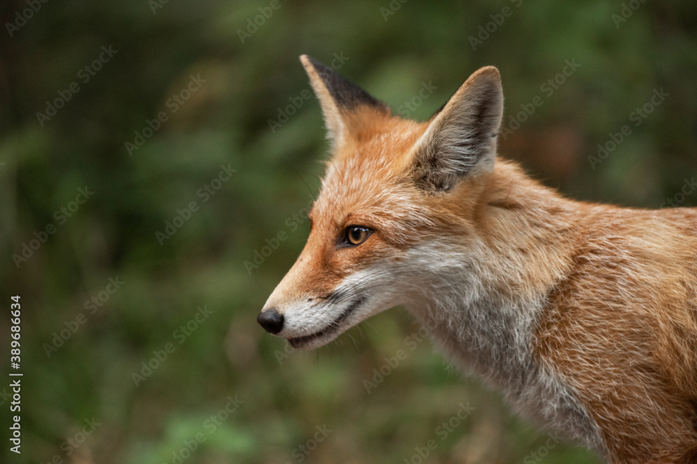 Red Fox near the fence on the territory of the reserve. Red Fox near the fence on the territory of the reserve.