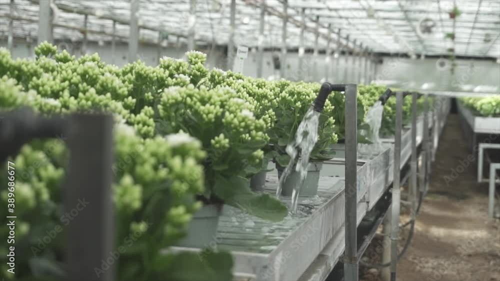 Flowers getting water in a big greenhouse Flowers getting water in a big greenhouse