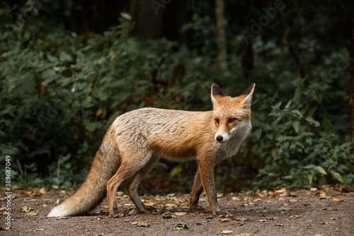 Fototapeta Naklejka Na Ścianę i Meble -  Red Fox near the fence on the territory of the reserve.