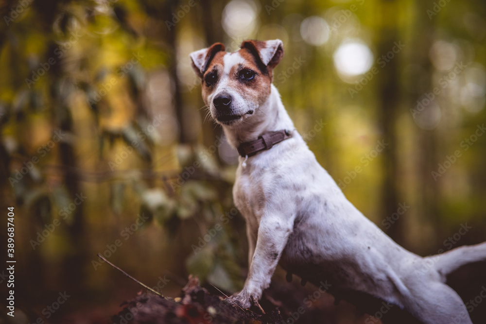 Small white dog Jack Russell terrier beautifully poses for a portrait in the autumn forest. Blurred background and autumn colors, green, yellow, orange, gold.