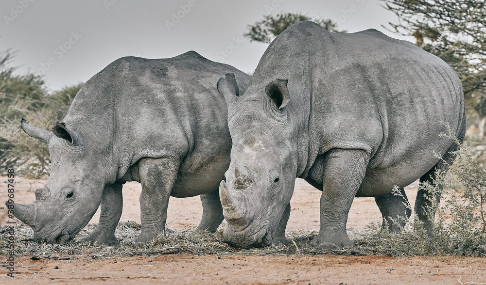 Fototapeta premium Big rhino in Namibia, Africa