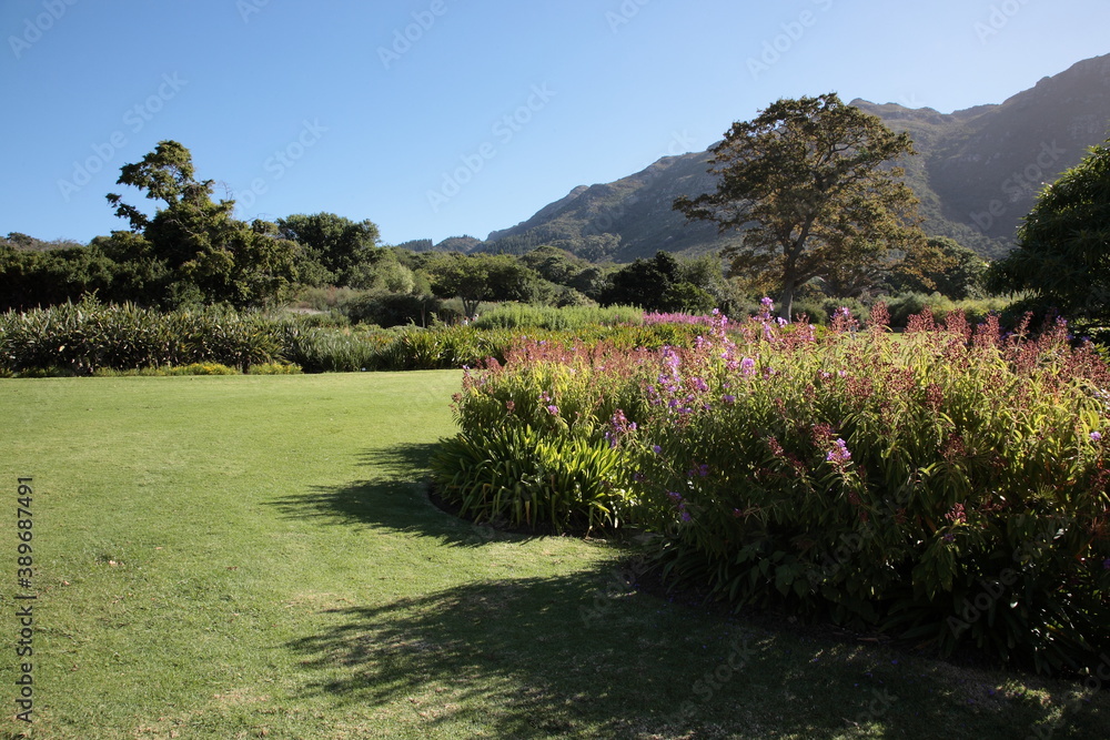 View of Kirstenbosch National Botanical Garden with foot of table Mountain, plants and flowers in Cape Town, South Africa
