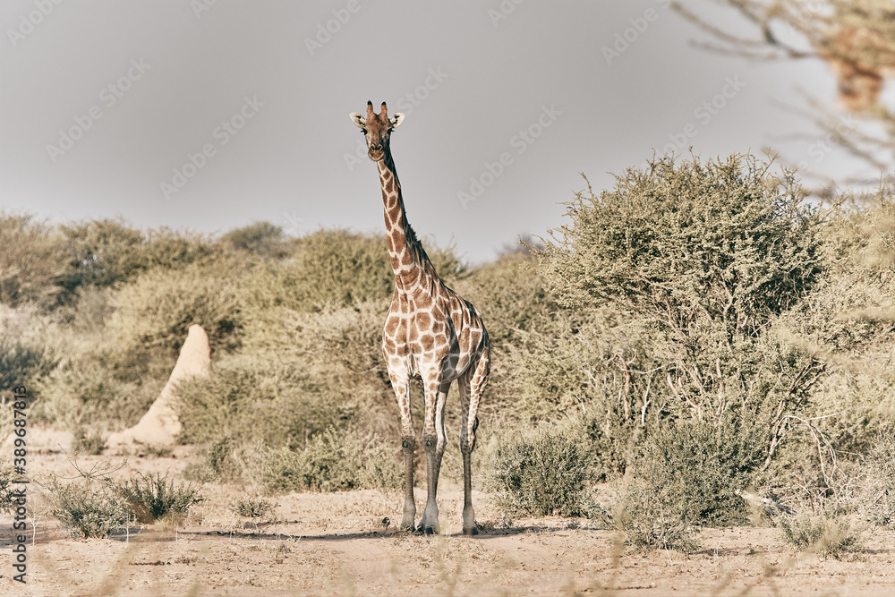 Obraz premium Giraffe in Africa