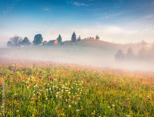 Captivating summer view of Carpathian Mountains with field ob blooming flowers. Spectacular morning scene of Stebnyi village, Transcarpathians, Ukraine, Europe. Beauty of nature concept background. photo