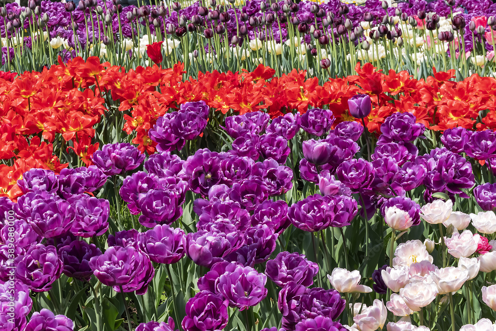 Beautiful view of a large variety of multicolored tulips in a public park 