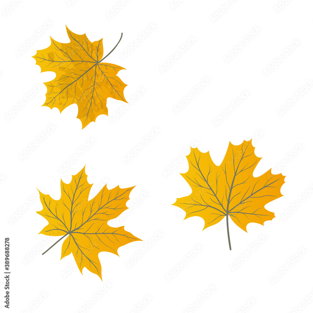 maple leaves isolated on a white maple leaves isolated on a white