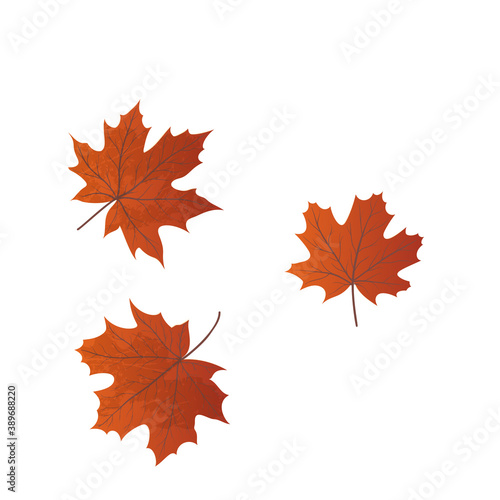 maple leaves isolated on a white