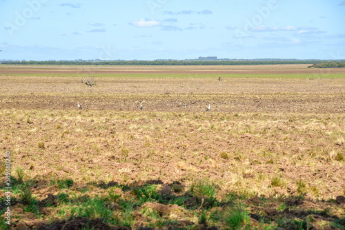 Native birds called tachã (Chauna torquata) revolving freshly prepared agricultural soil in the Brazilian pampa biome