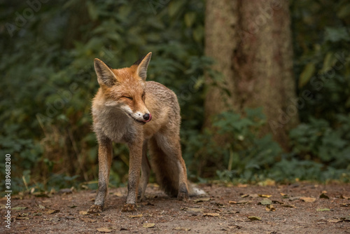 Red Fox near the fence on the territory of the reserve.