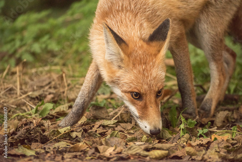 Red Fox near the fence on the territory of the reserve. © Alexandra Mareeva