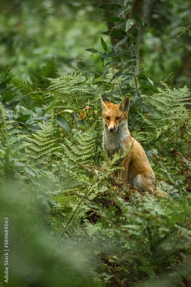 Obraz premium Red Fox sitting in the green thickets of the forest.