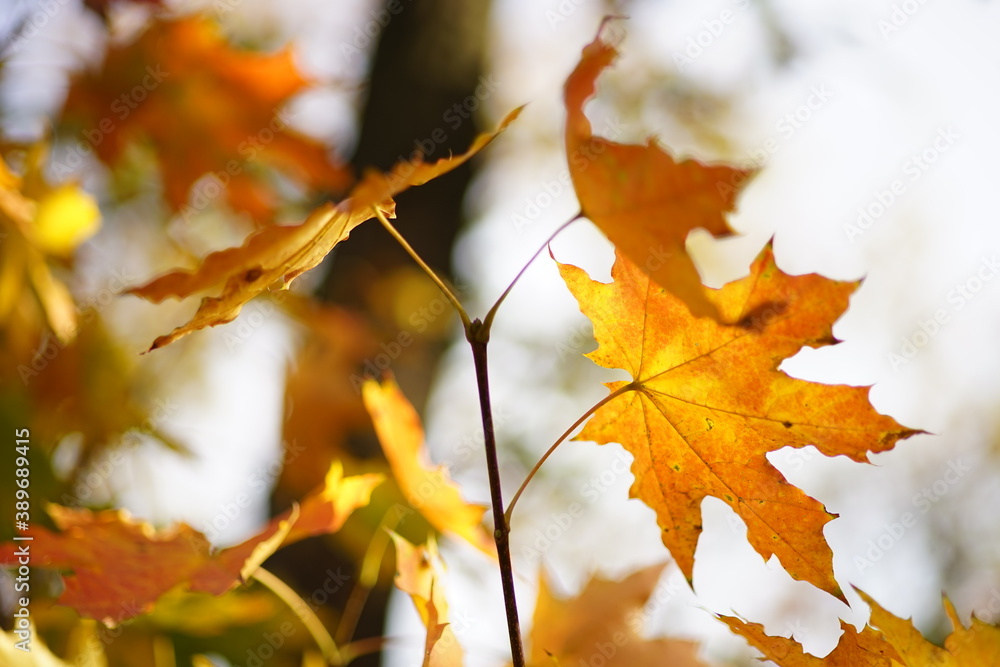 Autumn maple tree with big orange leaves in sunny forest Autumn maple tree with big orange leaves in sunny forest