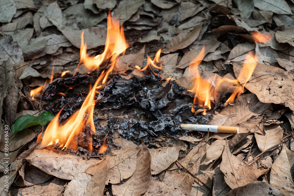 Close up cigarette butt non-smoked carelessly are thrown into dry grass on the ground causing a dangerous forest fire Close up cigarette butt non-smoked carelessly are thrown into dry grass on the ground causing a dangerous forest fire