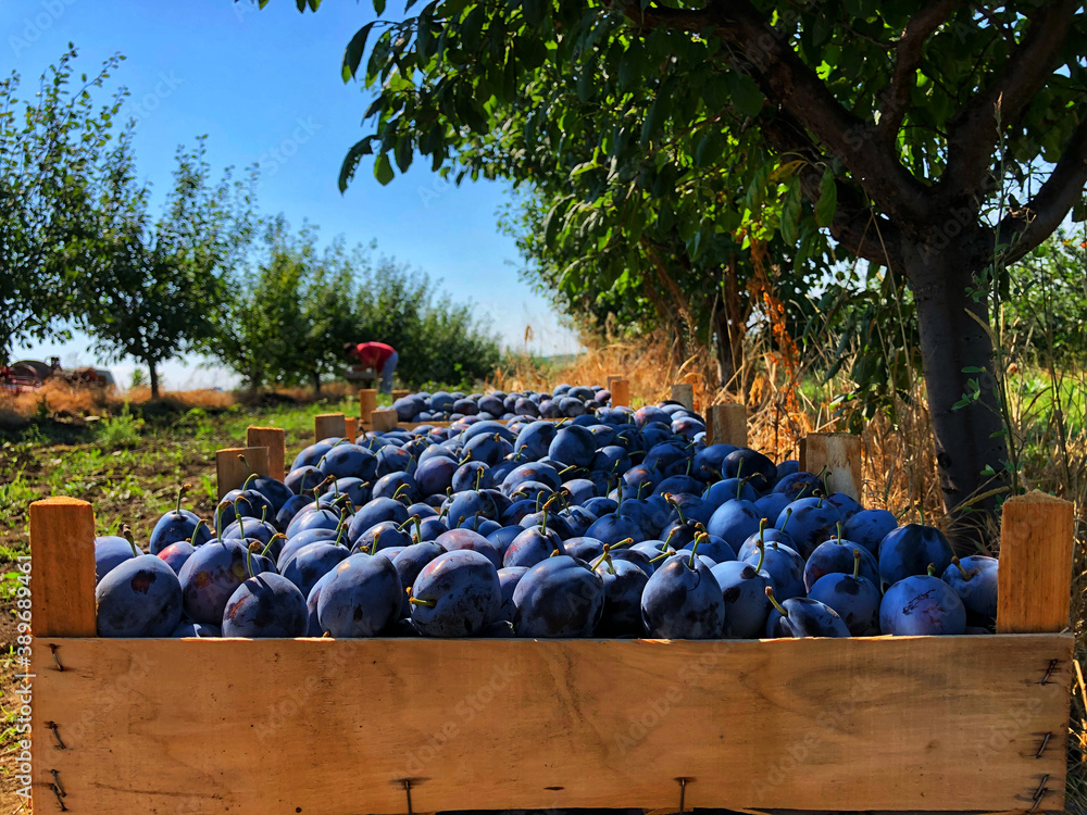 Fototapeta premium plump picking