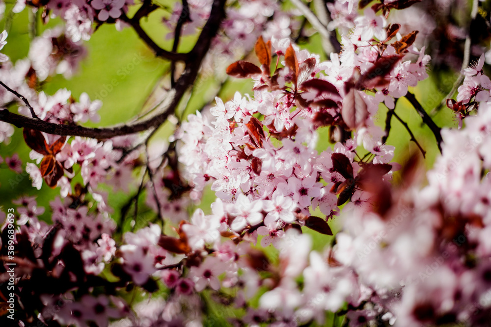 Cherry bloom 