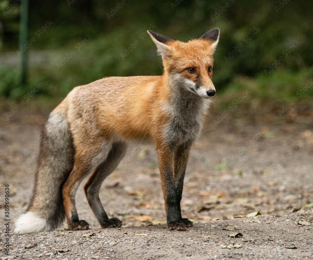 Red Fox near the fence on the territory of the reserve.