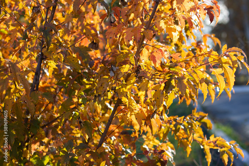 Golden autumn maple leaves view. Autumn maple leafs background.