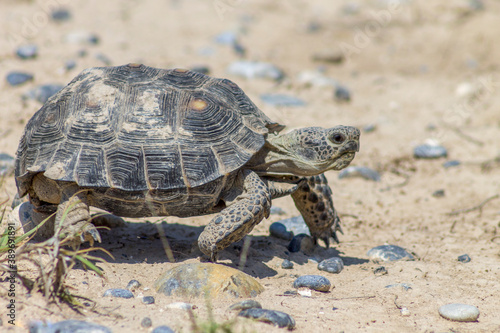 tortuga del desierto caminando © jeronimoabel