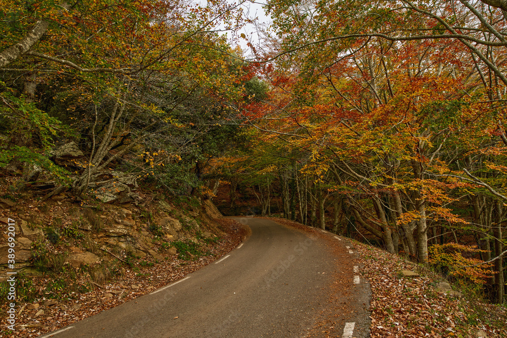 Obraz premium View of mountain road. Asphalt roads, during autumn season.