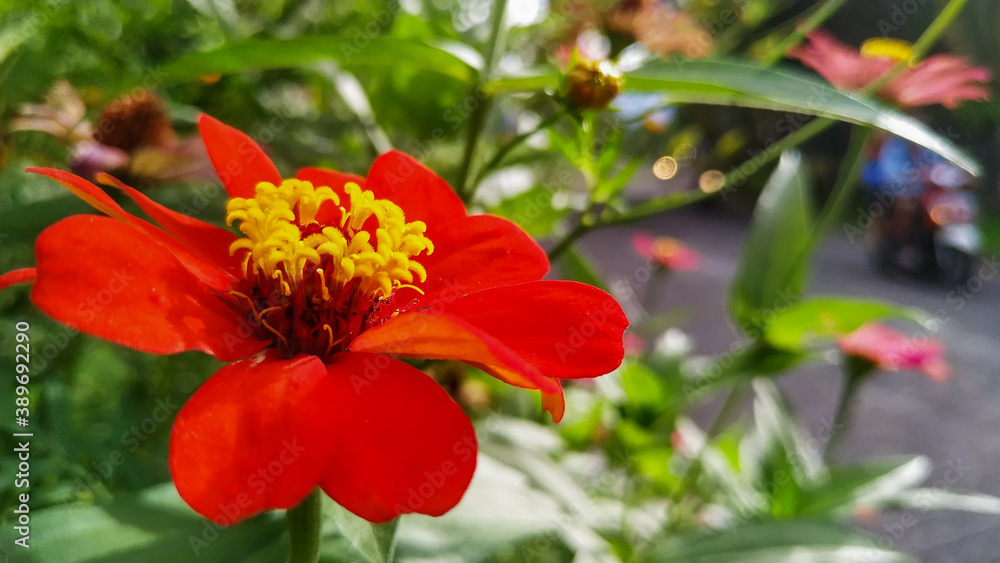 Red hibiscus flower in Bogor Raya housing