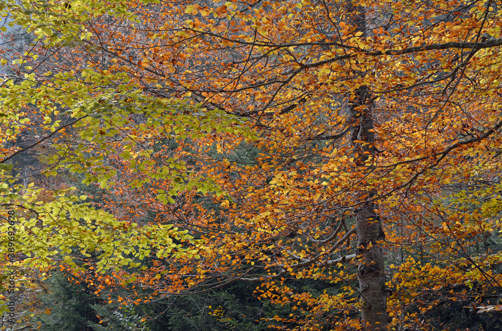 herbst im kleinwalsertal