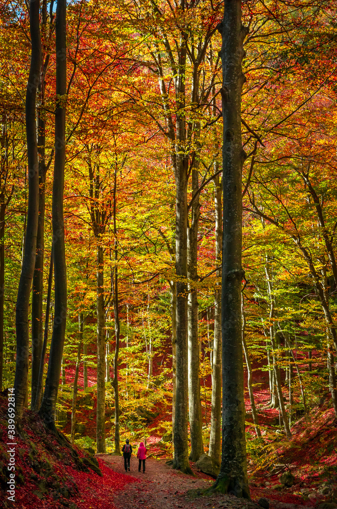 Walking through forest in autumn. People on a path through the woods. Walking through forest in autumn. People on a path through the woods.