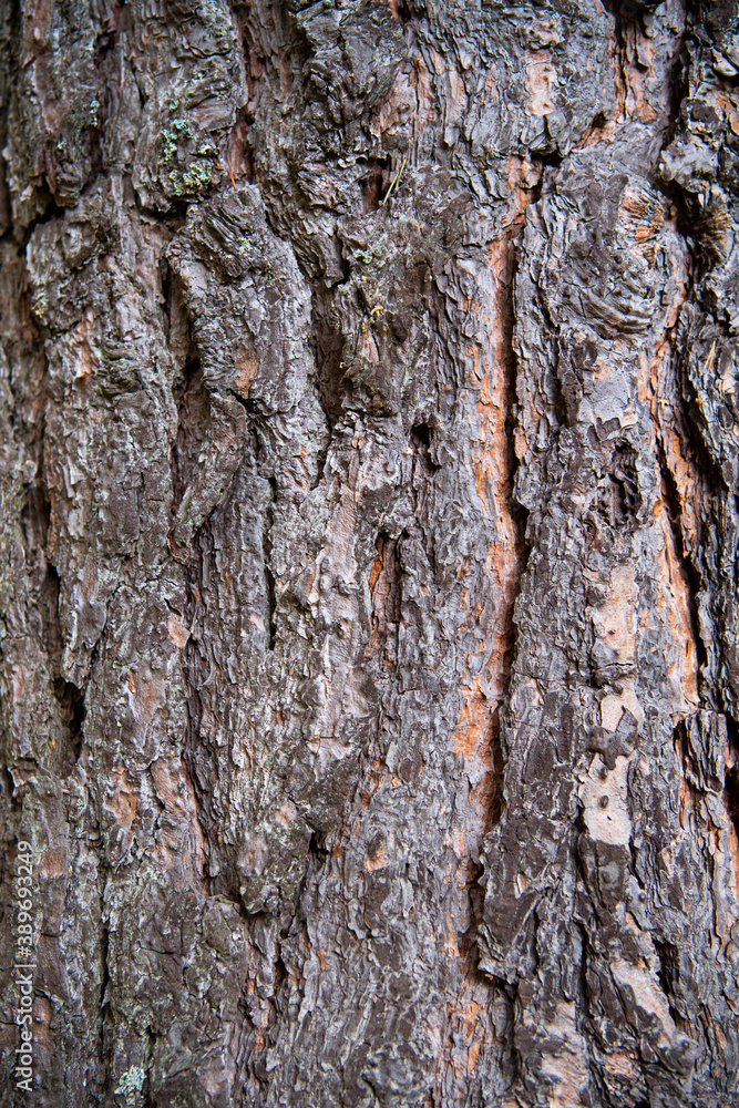 Fototapeta premium bark of a tree