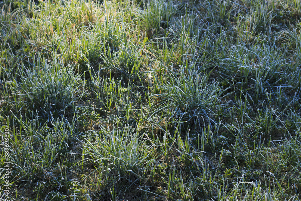 custom made wallpaper toronto digitalSpring frosts.