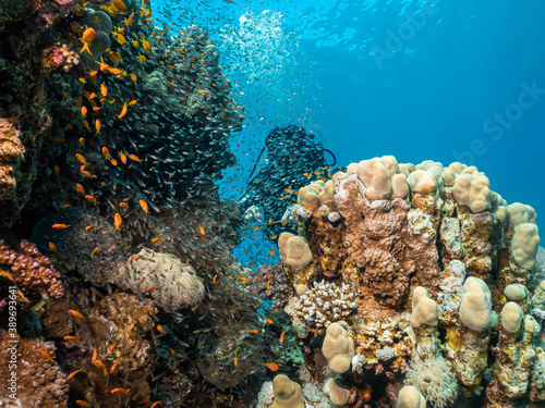 A Red Sea coral reef teeming with marine life. A female scuba diver and blue water in the background. Picture from a reef outside Hurghada, Egypt