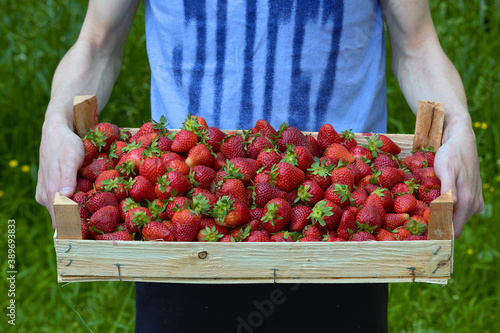 a box of strawberries in your hands, a ripe crop of delicious berries
