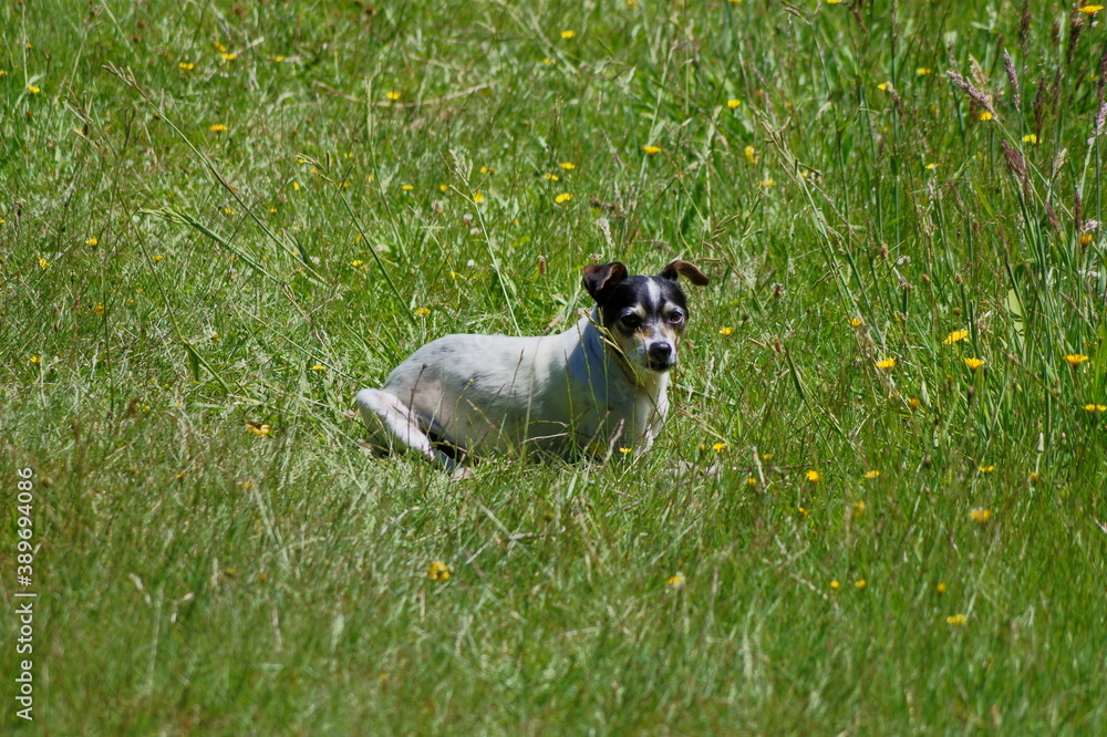 Perro al Sol