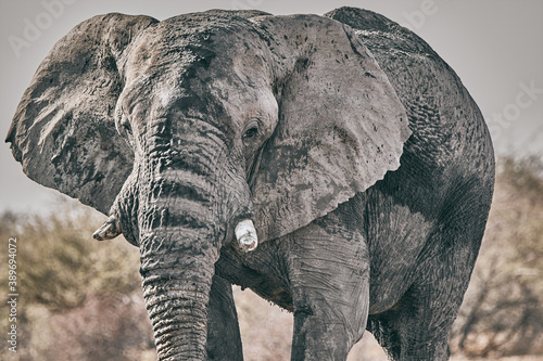 Big elephant in Namibia