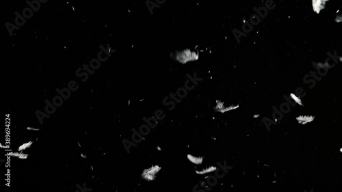 Large clump of feathers falling against black background shot in studio